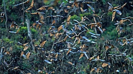 Flughunde schwärmen zur Nahrungssuche aus. (Bild: MPG/MaxCine/C. Ziegler)