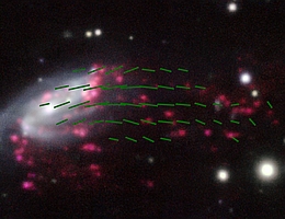 Die Galaxie JO206 und ihr geordnetes Magnetfeld (grüne Linien) entlang des Gasschweifes. Die pinken Objekte charakterisieren H-alpha-Emission, die möglicherweise einen Hinweis auf neu entstehende Sterne gibt. (Bild: ESO/GASP collaboration, adaptiert)