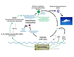 Jodkreislauf zwischen maritimer Biosphäre und Atmosphäre. (Bild: Arbeitskreis Thorsten Hoffmann)