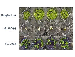 Anzucht von Entengrütze basierend auf der Biomasse von Anabaena sp. PCC 7938 im Vergleich zu hochreinem Wasser (ddH2O) und einer Standartnährlösung (Hoagland). (Bild: Guillaume Chopin / ZARM, Universität Bremen)