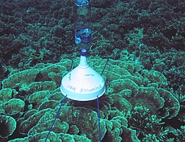 Die Forschenden haben Eierfallen aus Trichtern und PET-Flaschen gebaut. Diese befestigen sie über den Korallen und warten darauf, dass der Laich hineinschwimmt. (Foto: Mareike Huhn)