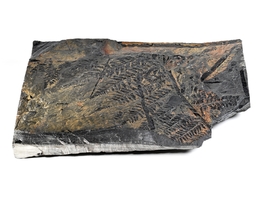 Fossile Blätter eines Farnsamers - Nýřany, Tschechische Republik, 310 Millionen Jahre alt. (Bild: NHM Wien, C. Potter)