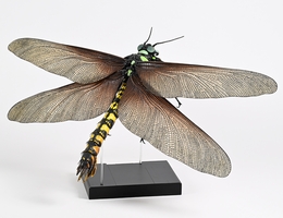 Modell einer Riesenlibelle aus dem Karbon. (Bild: NHM Wien, C. Potter)