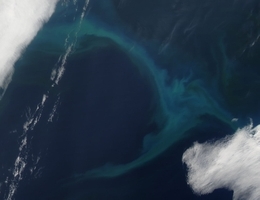 Phytoplanktonblüte im Nordpazifik, aufgenommen vom Satelliten MODIS Aqua. (Foto: LANCE/EOSDIS Rapid Response Team, NASA)