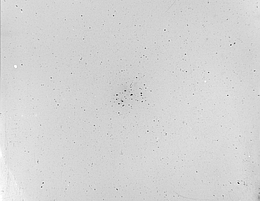 Eines der ersten, noch experimentellen Foto-Negative der Dr.-Remeis-Sternwarte: Die Plejaden, landläufig bekannt als Siebengestirn, aufgenommen am 30. September 1913 auf einer 12 mal 12 Zentimeter großen Fotoplatte. Die Astronomen nutzen grundsätzlich für ihre Himmelskartierungen Negative, daher erscheinen die Himmelsobjekte als schwarze Punkte. (Bild : FAU/APPLAUSE)