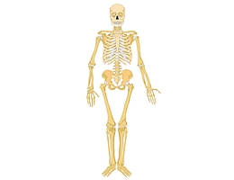 Menschliches Skelett (Frontansicht). (Grafik: FurFur Wikipedia CC BY-SA 3.0)