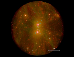 Ein Blick auf die Dunkle Materie (rot), das Gas (grün) und die Sterne (weiß) in einer der Simulationen der Lokalen Gruppe von HESTIA. Die simulierten Gegenstücke der Milchstraße und der Andromeda-Galaxie befinden sich in der Nähe der Bildmitte, und die ultra-diffusen Galaxien sind mit Kreisen markiert. (Bild: Salvador Cardona-Barrero)