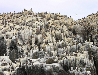 Auf dunklen Felsen sitzen massenhaft braun-weiß gefiederte Vögel. Die Felsen sind fast überall weiß von Vogelkot.